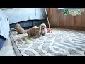 Afghan Hound dogs for sale: Barky - Video 1