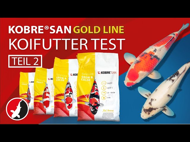Video Teaser für "Kobre®San Gold" Koifutter Test - Teil 2
