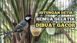 Download lagu HITUNGAN DETIK SEMUA GELATIK BATU GACOR ‼️ PANCINGAN GELATIK AGAR BUNYI DAN EMOSI mp3 Download lagu HITUNGAN DETIK SEMUA GELATIK BATU GACOR ‼️ PANCINGAN GELATIK AGAR BUNYI DAN EMOSI mp3
