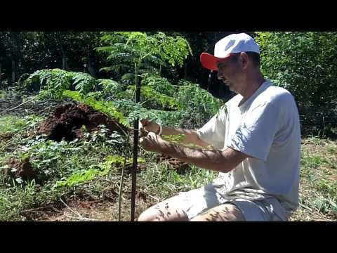 902 0965 moringa anbinden