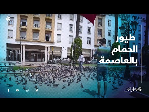 في زمن كورونا.. مواطنون يطعمون طيور الحمام في شارع محمد الخامس بالعاصمة