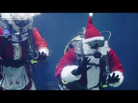 Santa and Mrs. Clause go swimming at the National Aquarium - YouTube