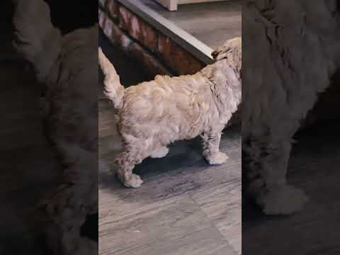 Cavapoo Welpe kaufen