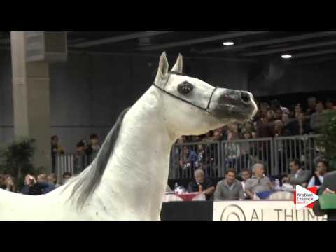 N.223 VALMIR MAL - Verona 2015 - Stallions 4-6 years old (Class 10)