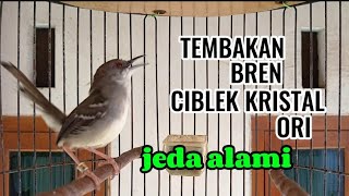 Download lagu Ciblek kristal Gacor ngebren ak 47 variasi jeda alami mp3