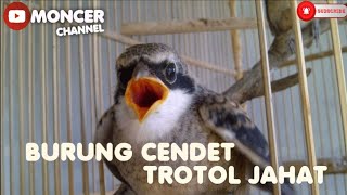 Download lagu Suara Burung Masteran Cendet Trotol | Cocok Untuk Cendet Trotol Anda mp3