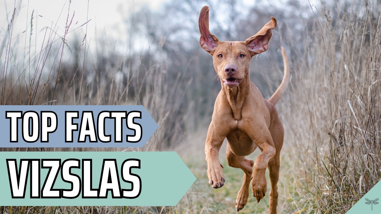Pros and Cons of Owning a Vizsla | Video