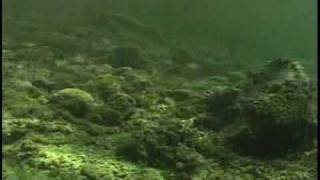 Воблер rapala jointed clackin rap