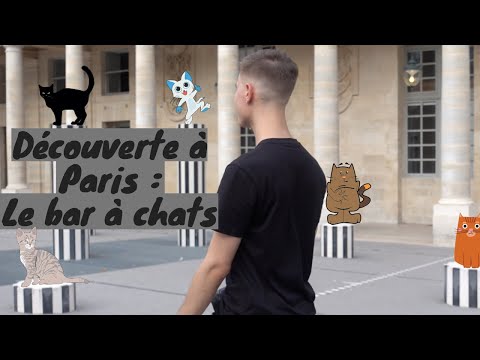[VLOG] Découverte à Paris : Le bar à chats