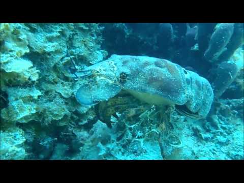 Beach Snorkeling/Diving Turks and Caicos (Smith Reef)