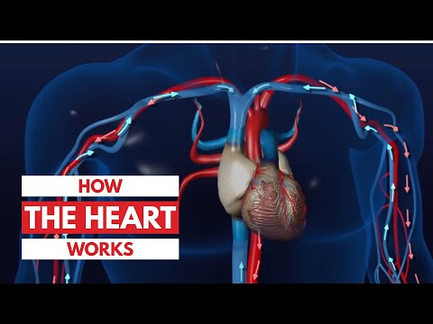 How the heart works l 3D Tour of the heart