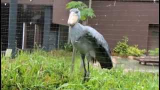preview picture of video '空飛ぶハシビロコウの「ささ」 - 高知県立のいち動物公園 ~ Flying Shoebill at Noichi Zoological Park'