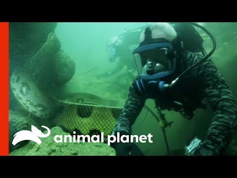 Face-to-Face with a 20-Foot, Monster Anaconda | River Monsters