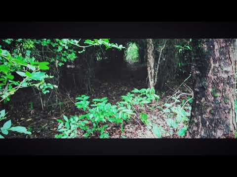 Hidden jungle | jungle SAFARI |