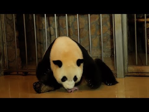 Rare footage shows panda giving birth to twins
