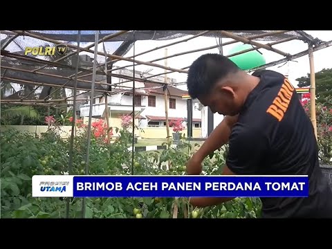 PANEN PERDANA TOMAT LAHAN KETAHANAN PANGAN BRIMOB ACEH