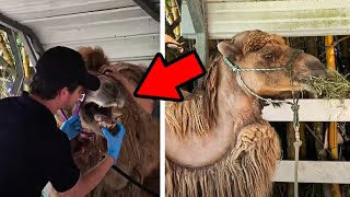 Camel was so skinny that his humps collapsed so rescuers start feeding him 60 lbs a day by Did You Know Animals?