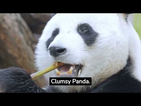 信じられないほど面白い行動をとる動物10選！