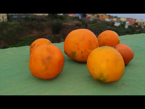 Lulo / Quito Orange / Naranjilla is no Orange (Solanum quitoense)