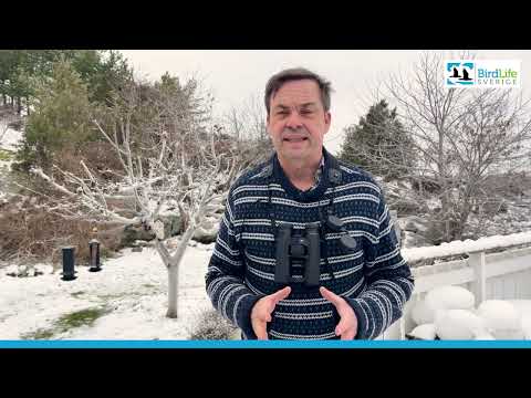 Vilka är nackdelarna med att mata vinterfåglar?