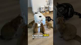 Download lagu Si Bontot Takut Sama Ini   😂 #shorts #kucing mp3