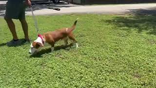 Video preview image #1 Bagle Hound Puppy For Sale in Deepwater, NJ, USA