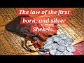 THE LAW OF THE FIRST BORN, AND THE SILVER SHEKELS!
