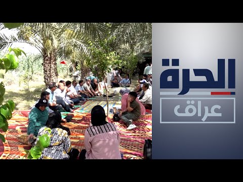 شاهد بالفيديو.. بدعم أممي.. نخيل البصرة يستعيد بعضا من عافيته