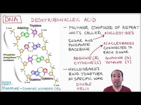 Introduction to Polymers - Lecture 2.6. - Deoxyribonucleic acid (DNA)