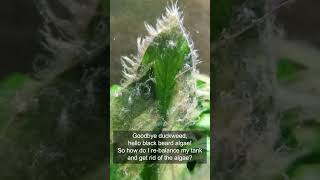 Stop Aquarium Algae the Natural Way (No Chemicals)