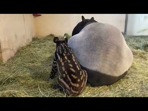 Ten day old Ume the tapir calf gets the zoomies