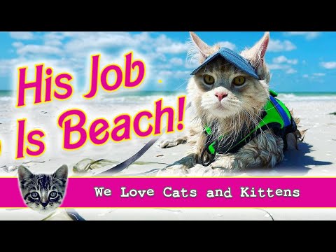 His Job Is Beach! Cat Melts Hearts With Love Of Sun, Sand...and Sunglasses!