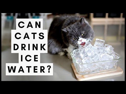 Can Cats Drink Ice Water? Is It Safe To Put Ice In Cats Water?