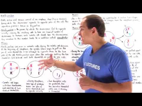 Nondisjunction of Chromosomes