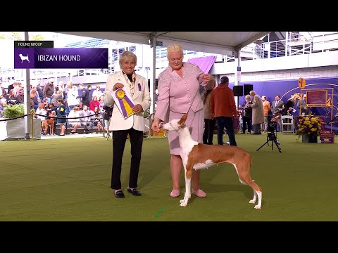 Ibizan Hounds | Breed Judging 2024