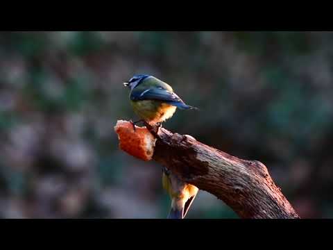 Opwekking 810 De smaak van redding