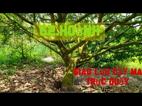 22:3:2023 @62 hoanh Giao lưu ae MAI VÀNG TẤN LỘC