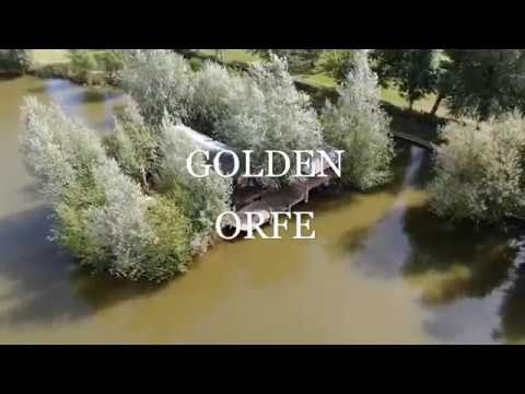 Golden Orfe