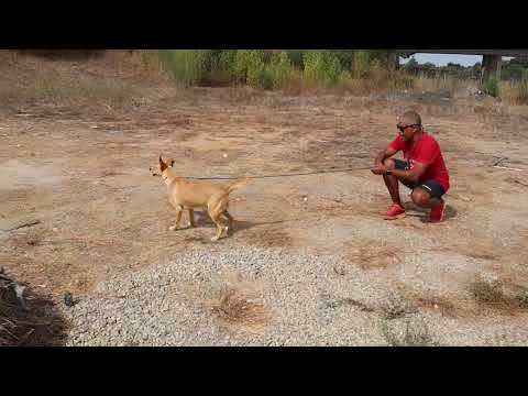 Vídeo de ARMANDO