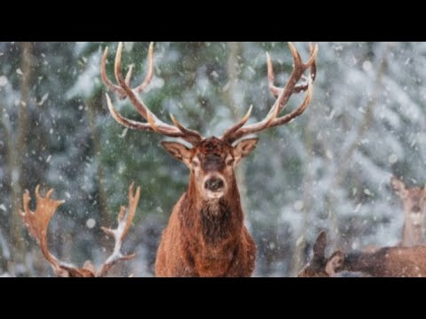 Reflexión Recitada [Navidad]