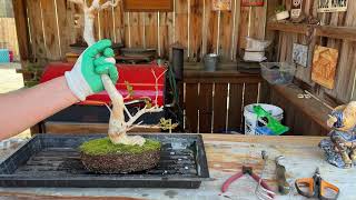  Repotting 2 Mature Crepe Myrtle’s 