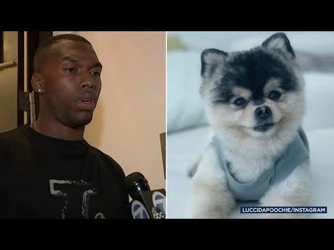 Daniel Sturridge's dog stolen from soccer star's Hollywood Hills home in alleged break-in | ABC7