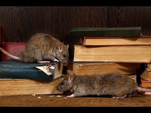 Tips to Rodent Proof Your Home