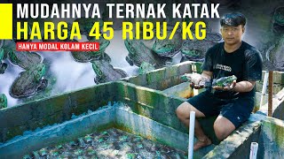 Download lagu Ternak Katak Lembu Hanya Modal Kolam Kecil Bikin Tajir. Irit Pakan & Bisa Di Ekspor mp3