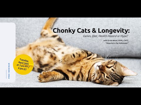 Chonky Cats & Longevity: Diet, Genes, Health Hazard, or Hype?