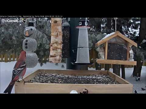 Pine Grosbeak kerfuffle at the feeder          15 31 Video 2019 02 03 153457