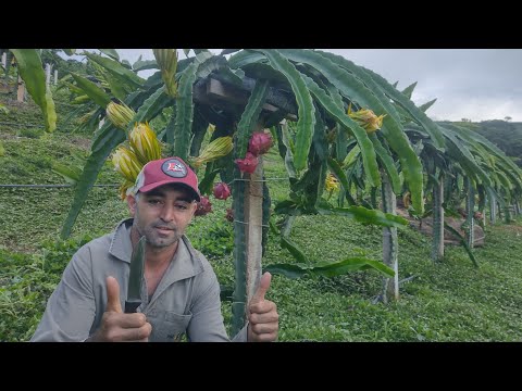 Com quanto tempo a pitaya produz? Pitayal com um ano produzindo.
