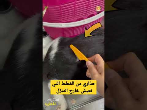 , title : 'حذاري من القطط التي تعيش خارج المنزل #shorts'