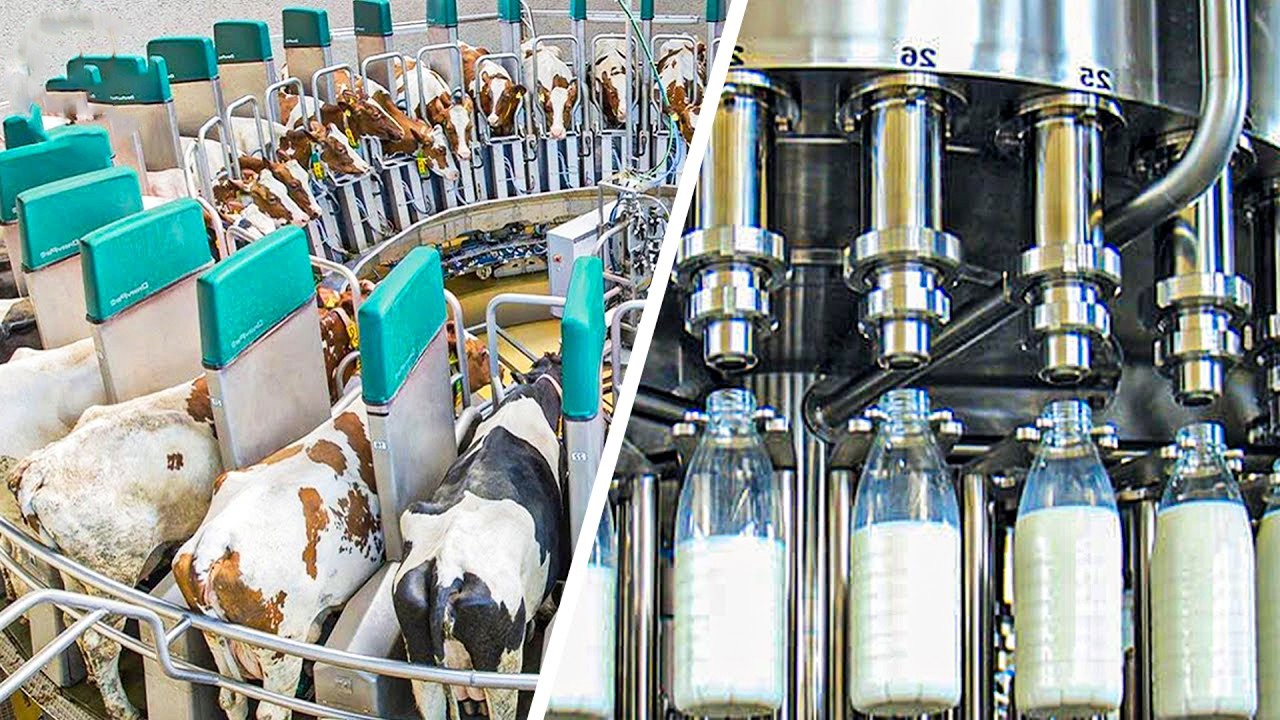ما يحدث داخل مزارع الحليب سيُدهشك… السر الذي لا تعرفه!