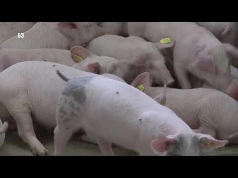 Da li moderna hrana za SVINJE -  mora i da leči  - ili da PREVENIRA BOLESTI - ODGOJ BEZ ANTIBIOTIKA